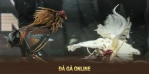 Tìm Hiểu Cách Chơi Đá Gà Sabong Tại Kubet Hiệu Quả