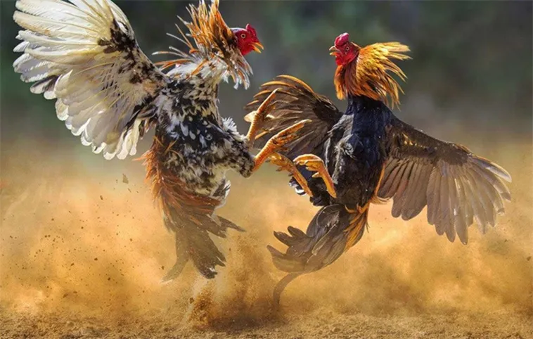 Cách Chơi Đá Gà WS168 Tại Kubet Hiệu Quả Nhất